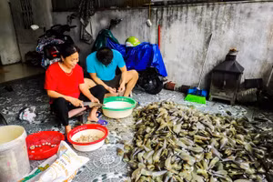 Hàng tấn "lộc biển" dạt vào bờ, người dân đội mưa đổ xô đi vớt
