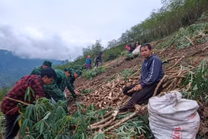 Bà con Mường Lát vào mùa thu hoạch sắn. (Ảnh: NT).