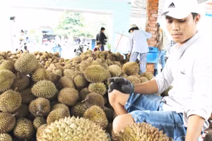 Nhiều khó khăn trong quản lý mã vùng trồng sầu riêng