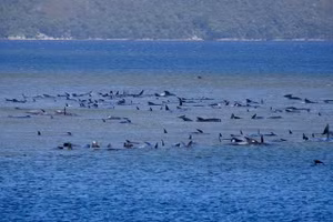 Hàng trăm cá voi mắc kẹt ở Tasmania