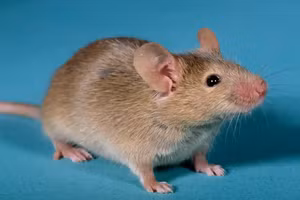 Tạo chuột con từ hai con chuột đực