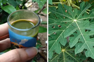 Thuốc được bào chế từ lá đu đủ.