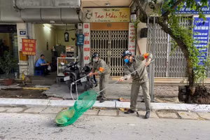 Phường Trúc Bạch tuyên truyền, xử lý bắt chó thả rông trên địa bàn phường.