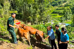 Hỗ trợ bò sinh sản cho phụ nữ nghèo ở xã Mường Chanh, Mường Lát (Thanh Hóa). Ảnh: TL.