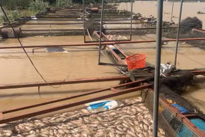 Nhiều lồng cá của người dân bị chết, cuốn trôi do nước sông Sêrêpốk dâng cao bất ngờ.