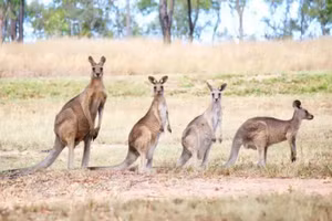Cư dân Maaroon phải đề phòng trường hợp bị kangaroo xuất hiện tấn công. Ảnh: Gett / iStockphoto.