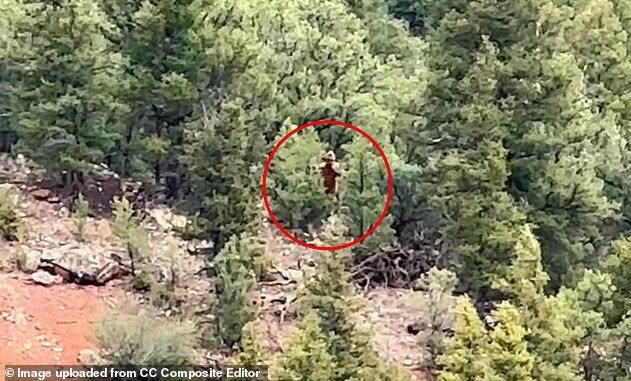 Thêm bằng chứng Bigfoot? Video mới từ Colorado gây chấn động dư luận | Báo Giáo dục và Thời đại Online