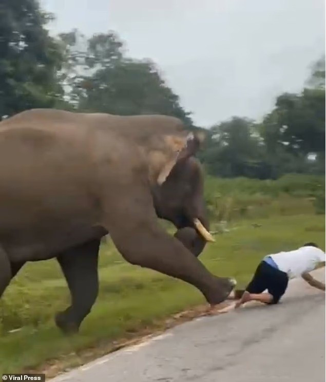 Voi truy đuổi du khách vì chụp ảnh tự sướng nguy hiểm | Báo Giáo dục và Thời đại Online