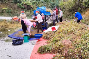 Cây tam giác mạch được trồng và thu hoạch tại Hà Giang.