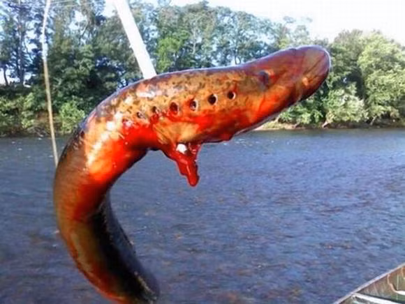 quai vat, quai vat bien, quai vat bien khong lo, muc khong lo, luon khong lo, quai vat hau bien,quai vat an thit ca map trang,quai vat barry