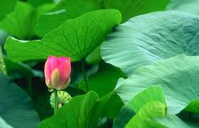 Eo thon nhờ lá sen