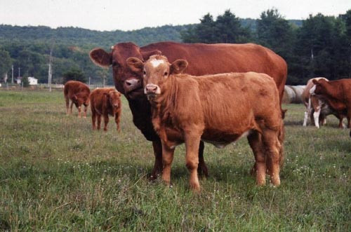 Ngắm những con vật lai kỳ lạ có thật ảnh 7 - 7