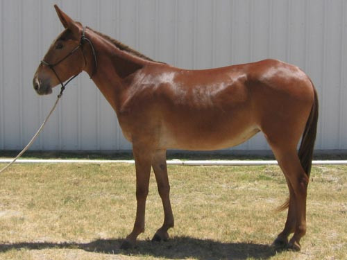 Ngắm những con vật lai kỳ lạ có thật ảnh 9 - 9