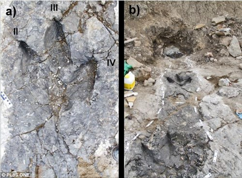 Hóa thạch dấu chân của nhóm khủng long "khủng bố" ở Canada.
