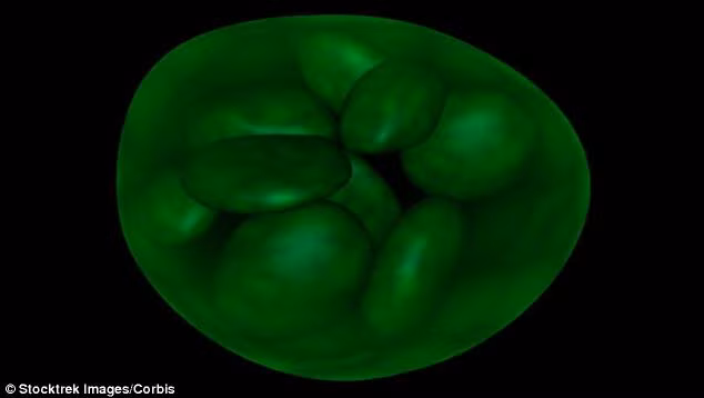 The material is made up of chloroplasts from plant cells (illustrated) that are suspended in a web of silk protein. The protein is extracted from natural silk fibres