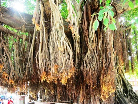 Chiêm ngưỡng những gốc cây kỳ lạ nhất Việt Nam ảnh 1 Chiêm ngưỡng những gốc cây kỳ lạ nhất Việt Nam ảnh 1