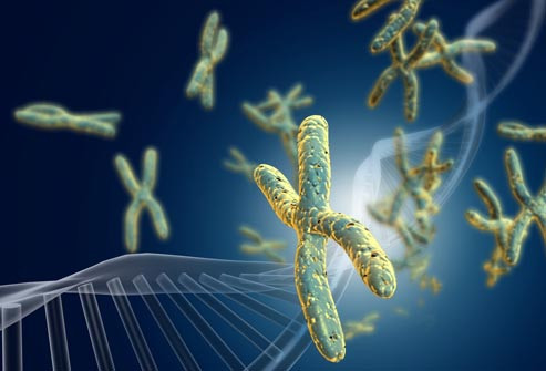 Mô hình tách riêng các telomeres ra khỏi chuỗi AND Mô hình tách riêng các telomeres ra khỏi chuỗi AND