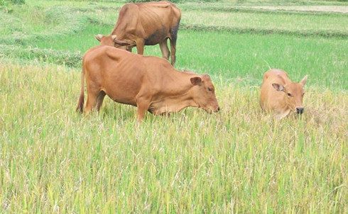 Quảng Ngãi: Bò “cười” người khóc ảnh 2