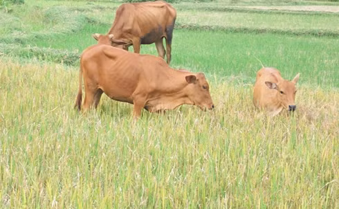 Quảng Ngãi: Bò “cười” người khóc ảnh 2 Quảng Ngãi: Bò “cười” người khóc ảnh 2