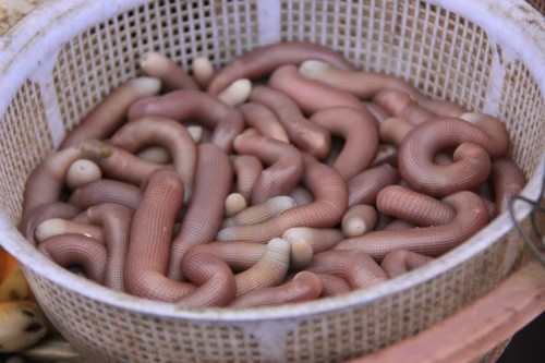 Sá sùng cho giá trị kinh tế rất cao. Ảnh: Vjtadventures sa-sung-2354-1402980758.jpg