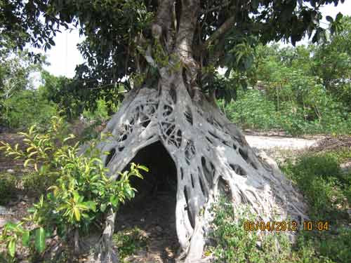 Chiêm ngưỡng những gốc cây kỳ lạ nhất Việt Nam ảnh 3 Ngắm bộ rễ khủng của cây đa bạc tỷ - 1