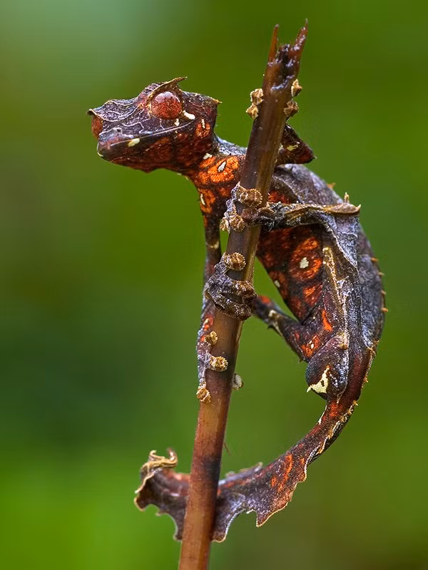 Thán phục “đặc công” tắc kè quỷ Satan ảnh 2