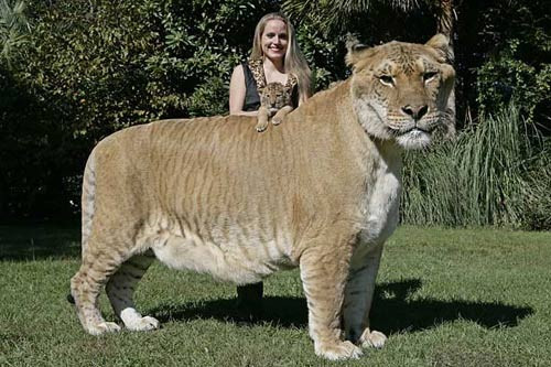 Ngắm những con vật lai kỳ lạ có thật ảnh 4 - 4