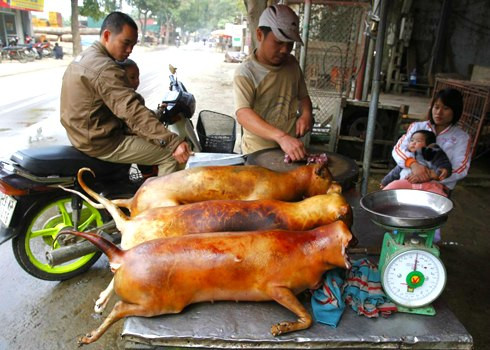 Ăn thịt chó: Rước bệnh vào người