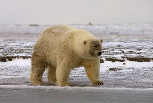 Ngắm những con vật lai kỳ lạ có thật ảnh 2 - 2