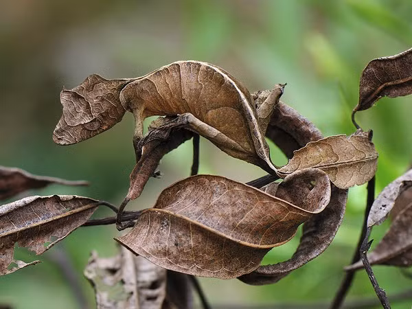 Thán phục “đặc công” tắc kè quỷ Satan ảnh 1