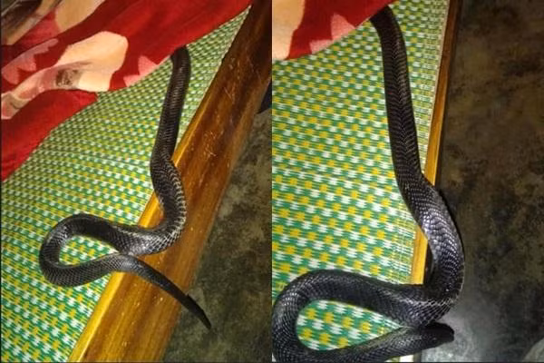 Không chỉ chui vào trong các phương tiện giao thông, hình ảnh con rắn nằm trên giường của một người phụ nữ đang nuôi con nhỏ cũng từng khiến nhiều người kinh hãi.