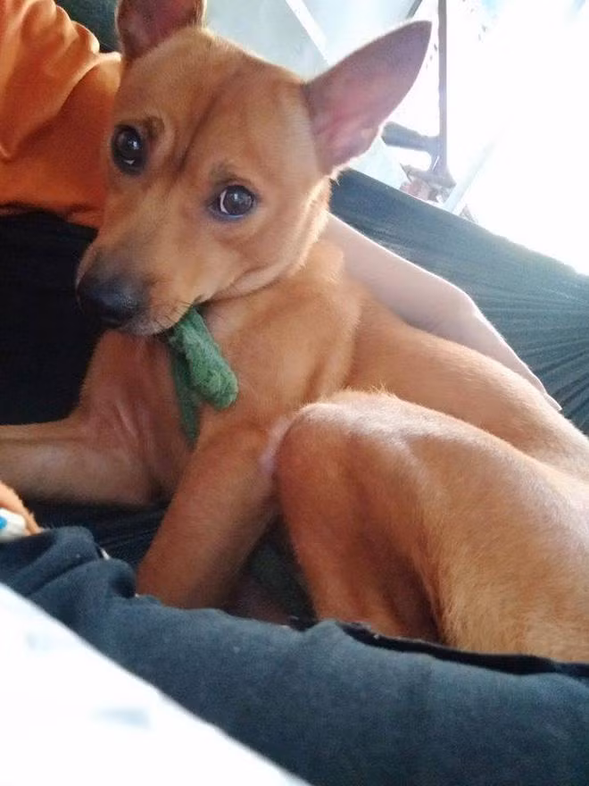 Bật cười với bài văn tả con chó của cô bé tiểu học ảnh 1