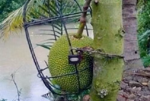 Series chống trộm trái cây chẳng khác gì thiên la địa võng thách thức kẻ xấu-7