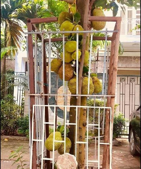 Series chống trộm trái cây chẳng khác gì "thiên la địa võng" ảnh 5 Series chống trộm trái cây chẳng khác gì thiên la địa võng thách thức kẻ xấu-5