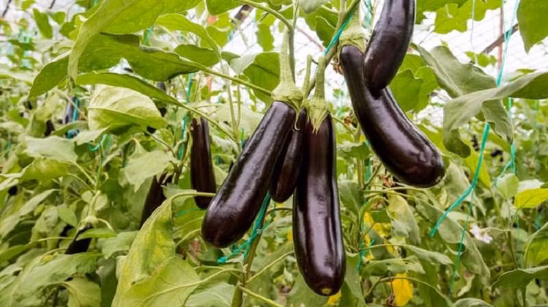 Những loại quả mà bấy lâu nay nhiều người lầm tưởng thuộc họ rau củ-3