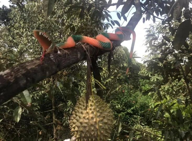 Series chống trộm trái cây chẳng khác gì "thiên la địa võng" ảnh 3 Series chống trộm trái cây chẳng khác gì thiên la địa võng thách thức kẻ xấu-3