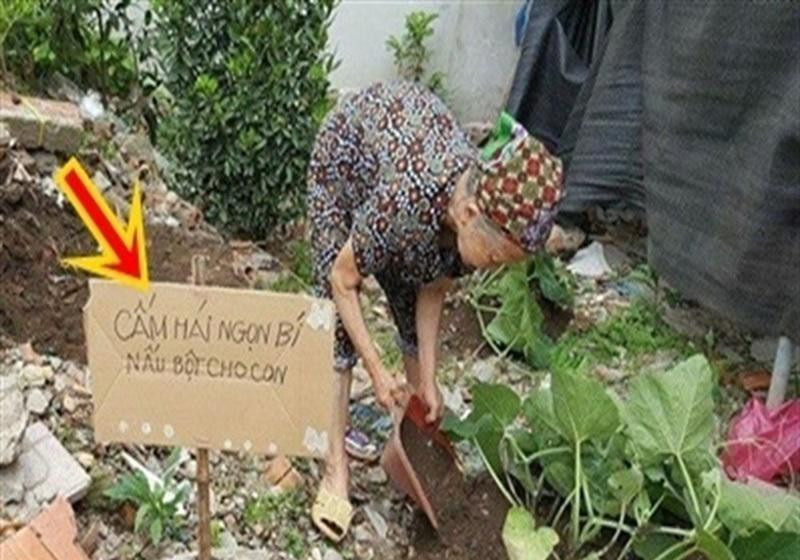 Series chống trộm trái cây chẳng khác gì "thiên la địa võng" ảnh 4 Series chống trộm trái cây chẳng khác gì thiên la địa võng thách thức kẻ xấu-4