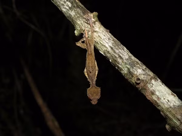 Thán phục “đặc công” tắc kè quỷ Satan ảnh 3