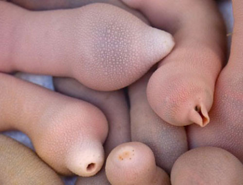 Cá dương vật chế biến thành món ăn rất ngon. Ảnh: Infoniac ca-duong-vat1-7868-1402980758.jpg