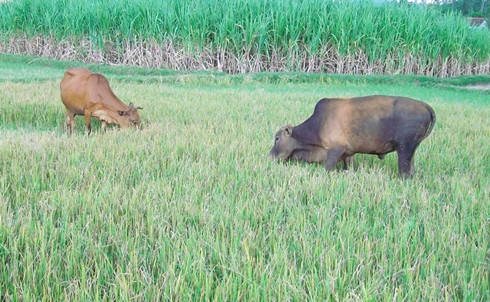 Quảng Ngãi: Bò “cười” người khóc ảnh 1