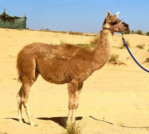 Ngắm những con vật lai kỳ lạ có thật ảnh 6 - 6