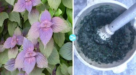 Bai thuoc chua ho cuc hieu nghiem tu la tia to - Anh 2