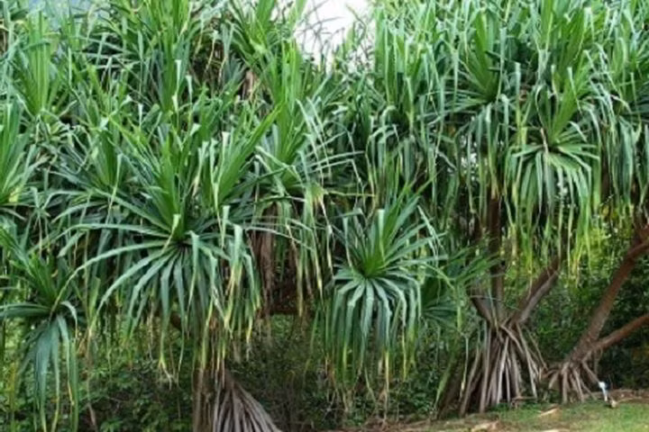 Không ngờ loại cây này chữa khỏi bệnh, thanh nhiệt giải độc mỗi khi uống