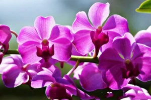 3 con giáp tài lộc như ‘diều gặp gió ngày 10/3