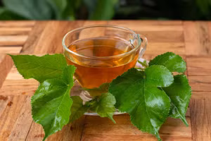 Lá dâu đã được sử dụng qua nhiều thế hệ trong y học cổ truyền như một phương thuốc tự nhiên cho nhiều tình trạng khác nhau. (Ảnh: ITN)