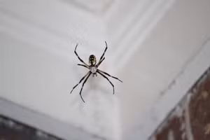 Hầu hết các loài nhện thích ẩn náu ở những nơi tối tăm. (Ảnh: ITN)