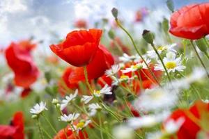 Song Tử được nhiều người để ý, Cự Giải cần sự hỗ trợ từ bạn bè ngày 30/10