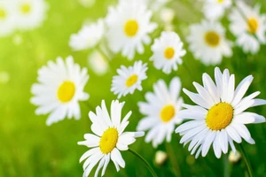 Bạch Dương đơn điệu trong tình cảm, Song Ngư đang giai đoạn thăng hoa ngày 5/10