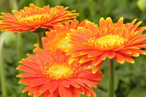 Song Tử có nhiều áp lực, Cự Giải chú ý sức khỏe ngày 4/11