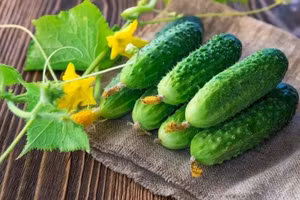 Đối với những người mắc các bệnh mãn tính nhất định, thói quen ăn sống dưa chuột cần được xem xét kỹ hơn. (Ảnh: ITN).